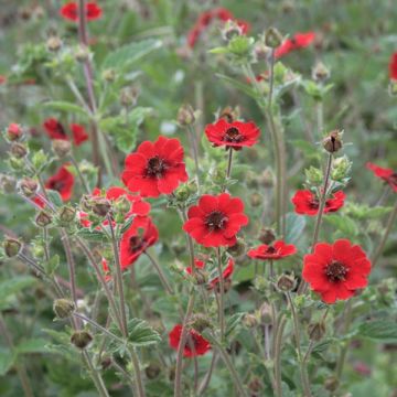 Potentille vivace - Potentilla Gibson s Scarlet