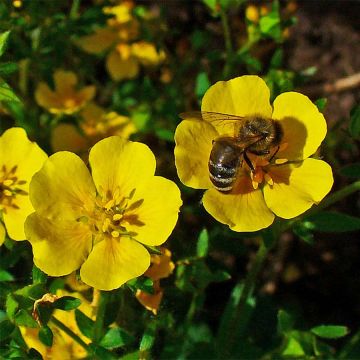 Potentilla aurea - Potentille dorée