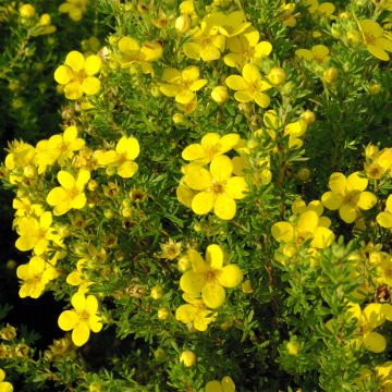 Potentille arbustive Bella Lindsey - Potentilla fruticosa