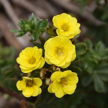 Potentilla fruticosa Citrus Tart- Potentille arbustive