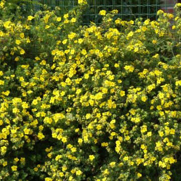 Potentilla fruticosa Goldfinger - Potentille arbustive.