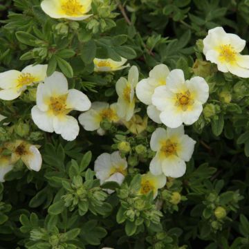 Potentilla fruticosa Limelight - Potentille arbustive.