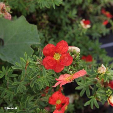 Potentilla fruticosa Marian Red Robin - Potentille arbustive