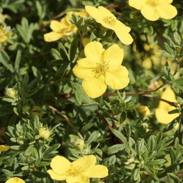 Potentille arbustive - Potentilla fruticosa Medicine Wheel Mountain