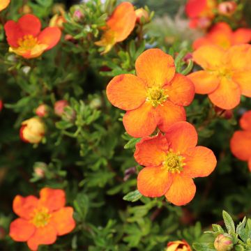 Potentilla fruticosa Orangissima - Potentille arbustive