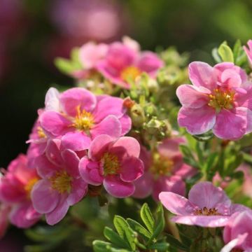 Potentilla fruticosa Pink Paradise - Potentille arbustive