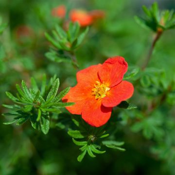 Potentille arbustive - Potentilla fruticosa Red Joker