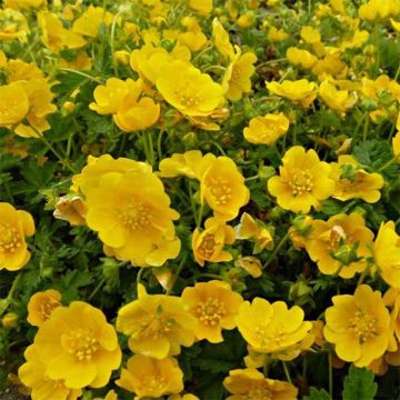 Potentilla hybride Orange - Potentille vivace orange.