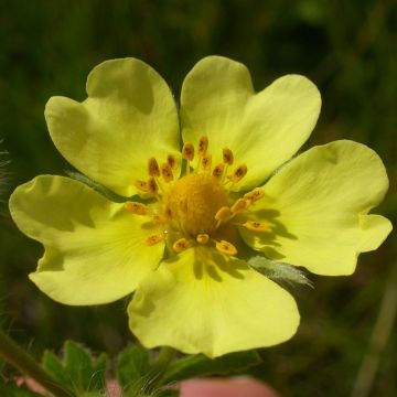 Potentilla recta - Potentille érigée 