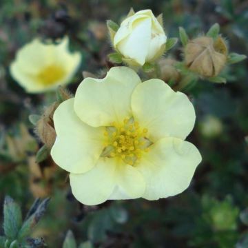Potentilla fruticosa Primrose Beauty - Potentille arbustive