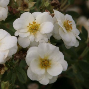 Potentille arbustive Creme brulée - Potentilla fruticosa