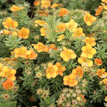 Potentille arbustive Mango Tango