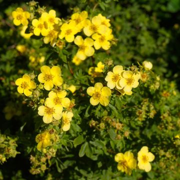 Potentilla fruticosa Sommerflor- Potentille arbustive