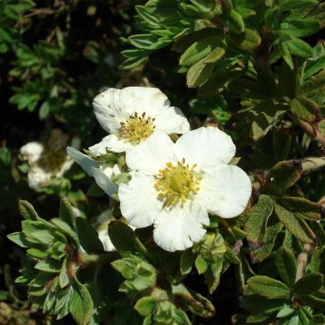 Potentilla fruticosa Tilford Cream- Potentille arbustive