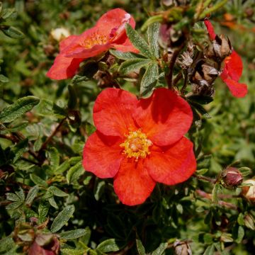 Potentille arbustive Red Lady