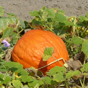 Potiron Atlantic Giant - Courge géante - Giraumon - Cucurbita maxima