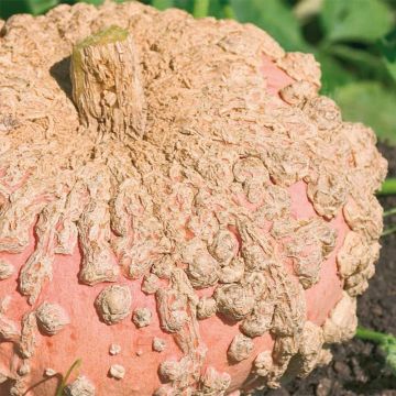 Potiron Galeux d'Eysines - Cucurbita maxima