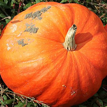 Potiron d'Halloween "Jack O'Lantern" - Cucurbita pepo