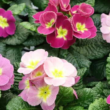 Primevère Oreille d'ours - Primula auricula Plums & Custard