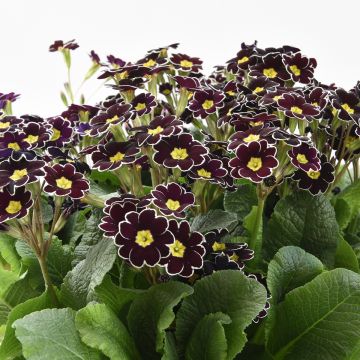 Primevère - Primula elatior Black Laced