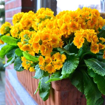 Primevère - Primula elatior Colibri Aztec Gold