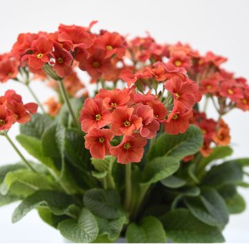 Primevère - Primula elatior Cottage Shades