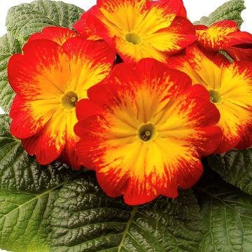 Primevère Rambo F1 Red Flame - Primula acaulis