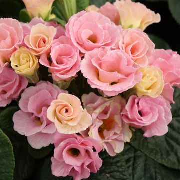Primula vulgaris Francesca - Primevère des jardins