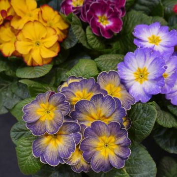 Primevère F1 Starflame mélange - Primula polyantha