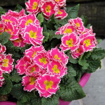 Primevère Sweetie - Primula acaulis