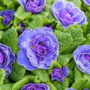 Primevère double Belarina Amethyst Ice Mini-motte - Primula vulgaris 