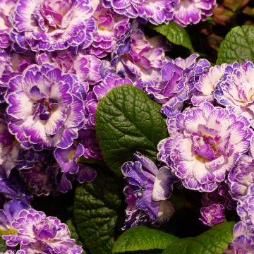 Primevère double Belarina Lively Lilac en Mini-mottes - Primula vulgaris