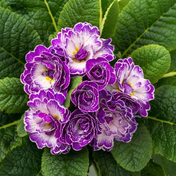 Primevère double Belarina Purple Dawn - Primula vulgaris