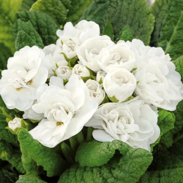 Primevere double Belarina Snow - Primula vulgaris