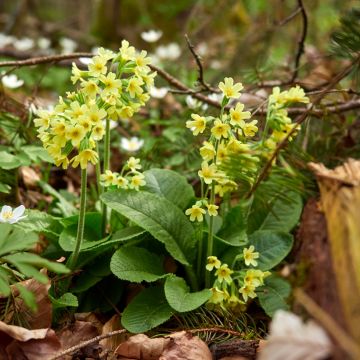 Primula elatior - Primevère élevée
