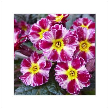 Primevère hybride Dark Rosaleen - Primula