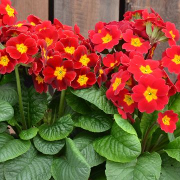 Primevère - Primula elatior Colibri Red Shades