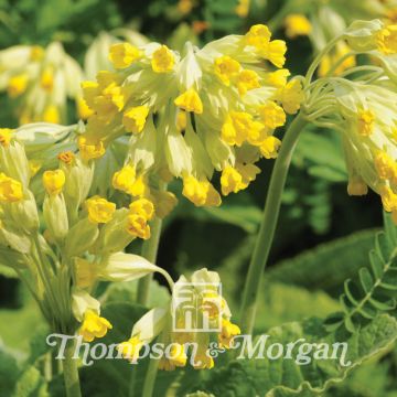 Primula Veris 