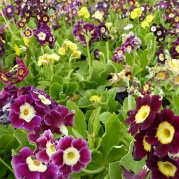 Primevère oreille d'ours - Primula auricula en mélange