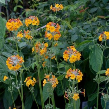 Primevère candélabre - Primula bulleyana