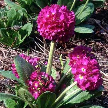 Primevère - Primula denticulata Rubin