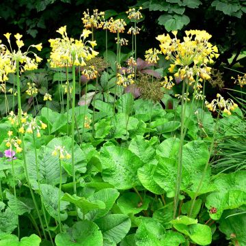 Primula florindae - Primevère du Tibet