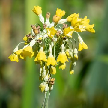 Primevère - Primula florindae