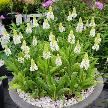 Primula vialii Alison Holland - Primevère