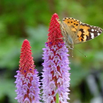 Primevère - Primula vialii