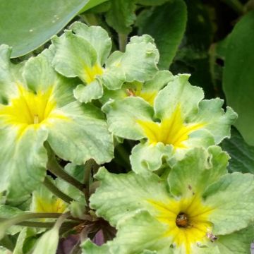 Primula vulgaris Francesca - Primevère des jardins