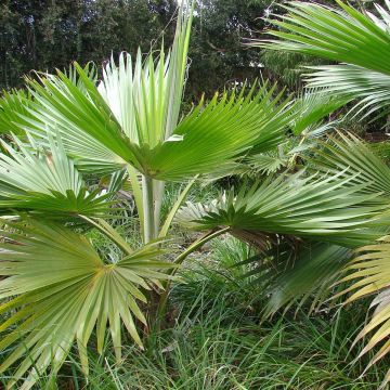 Pritchardia hillebrandii - Palmier d'Hawaï