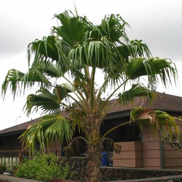 Pritchardia remota - Palmier d'Hawaï