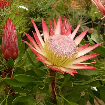 Protea Pink Crown - Protée hybride