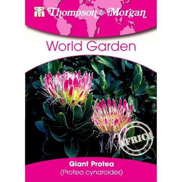 Graines de Protea cynaroides - Protée Royale